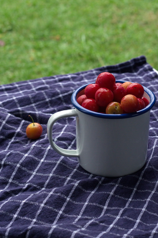 Kriacherl Marmelade in der Vorbereitung